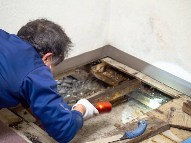 Best Black Mold Removal  in Port Sulphur, LA
