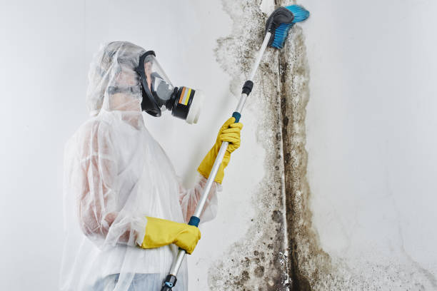 Best Crawl Space Mold Removal  in Port Sulphur, LA