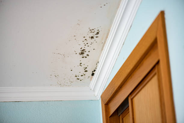Best Mold Removal Process  in Port Sulphur, LA