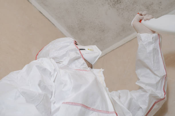 Home Mold Removal in Port Sulphur, LA