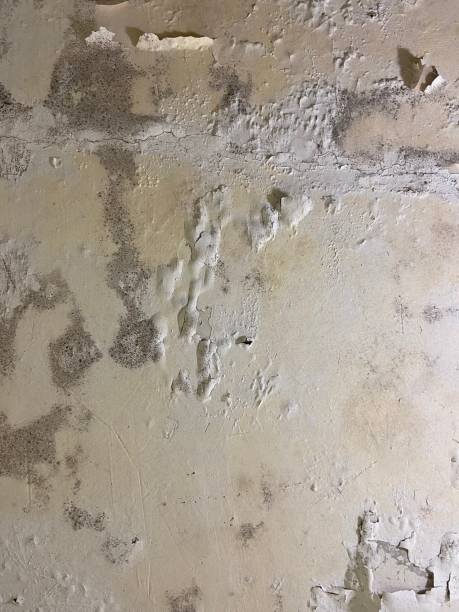 Water Damage Restoration in Port Sulphur, LA