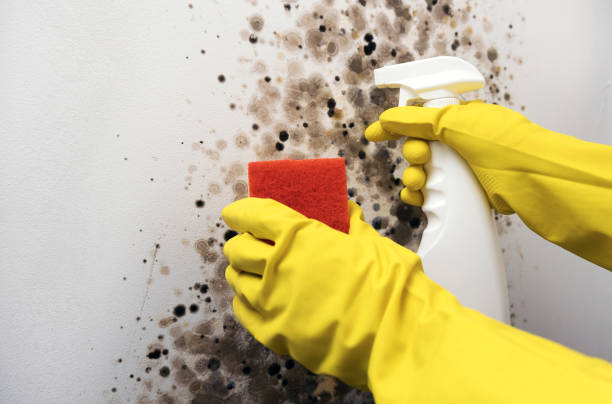 Best Commercial Mold Removal  in Port Sulphur, LA