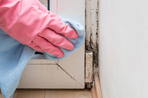 Best Attic Mold Removal  in Port Sulphur, LA