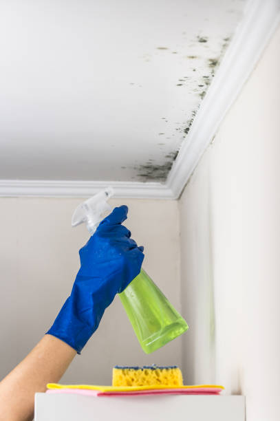 Professional Mold Removal in Port Sulphur, LA
