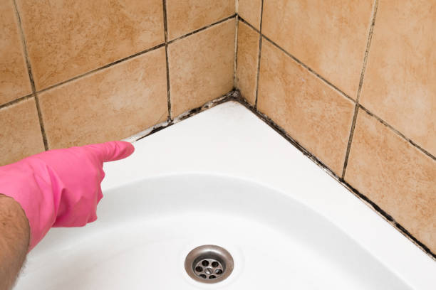 Best Attic Mold Removal  in Port Sulphur, LA