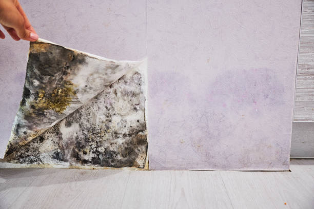 Best Home Mold Removal  in Port Sulphur, LA